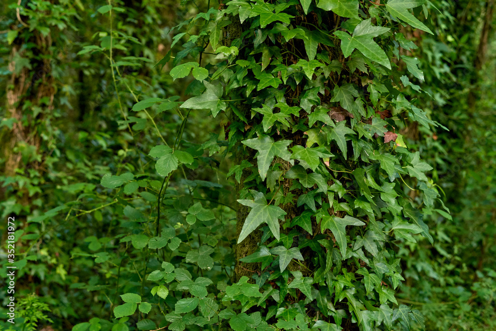 ivy covering a green tree with green background