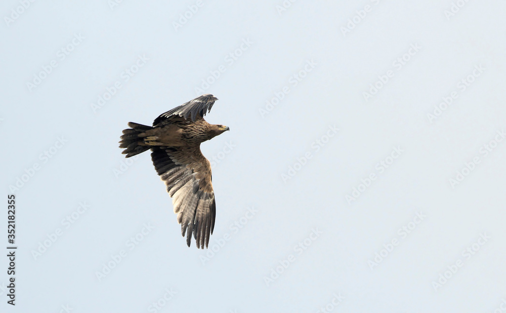 Fototapeta premium Imperial Eagle (Aquila heliaca), Crete