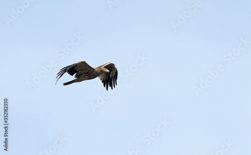 Imperial Eagle  Aquila heliaca   Crete