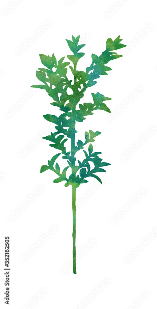 Hand painted branch. Decorative image for creative design of cards, invitations, banners, websites, posters, etc. Beautiful botanical illustration. Watercolour paints. Hand painted branch. Decorative image for creative design of cards, invitations, banners, websites, posters, etc. Beautiful botanical illustration. Watercolour paints.