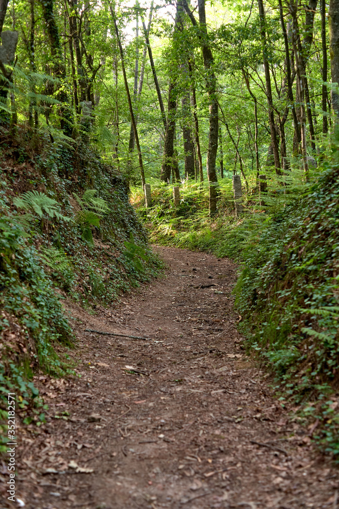 dirt road with green and lush vegetation