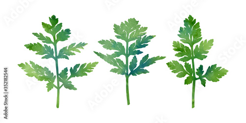 Hand painted green plants. Decorative set for creative design of cards, invitations, banners, websites, posters, etc. Beautiful botanical image.