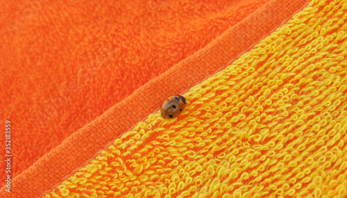 A ladybug is sitting on an orange towel in the bright sun. Texture of a Terry towel. photo