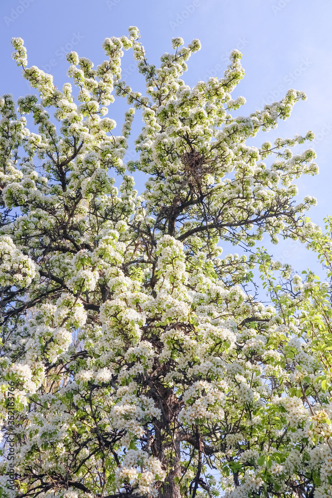 blooming pear branches as background blooming pear branches as background