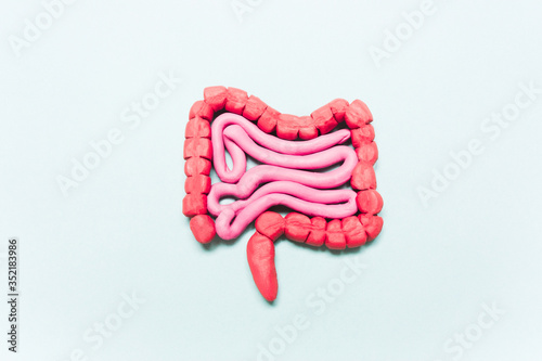 Intestine model on a blue background.