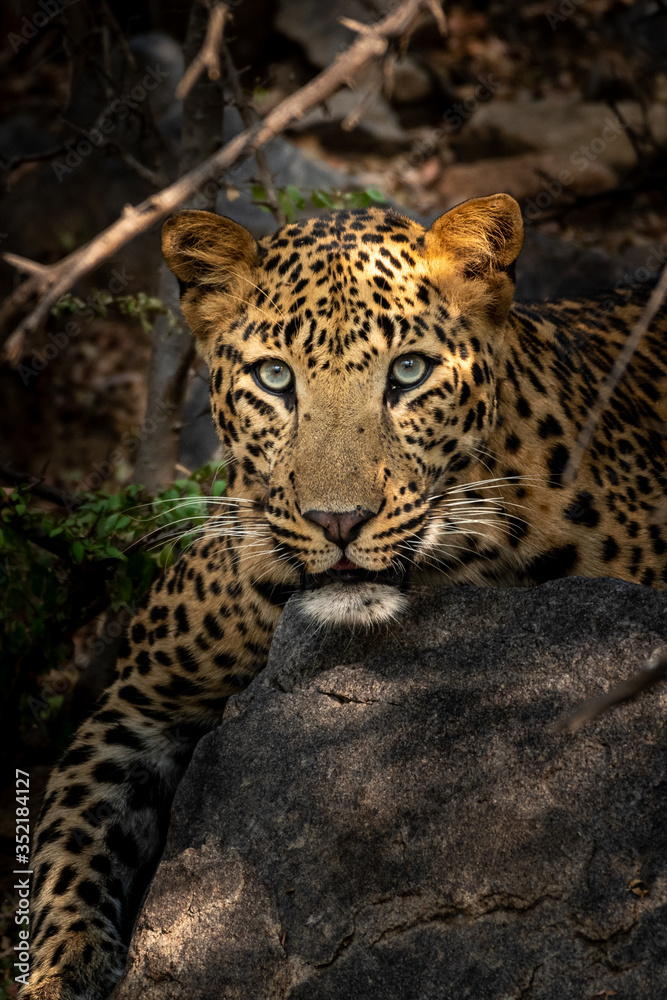 wild male leopard or panther close up resting on big rock at jhalana forest reserve jaipur - Panthera pardus