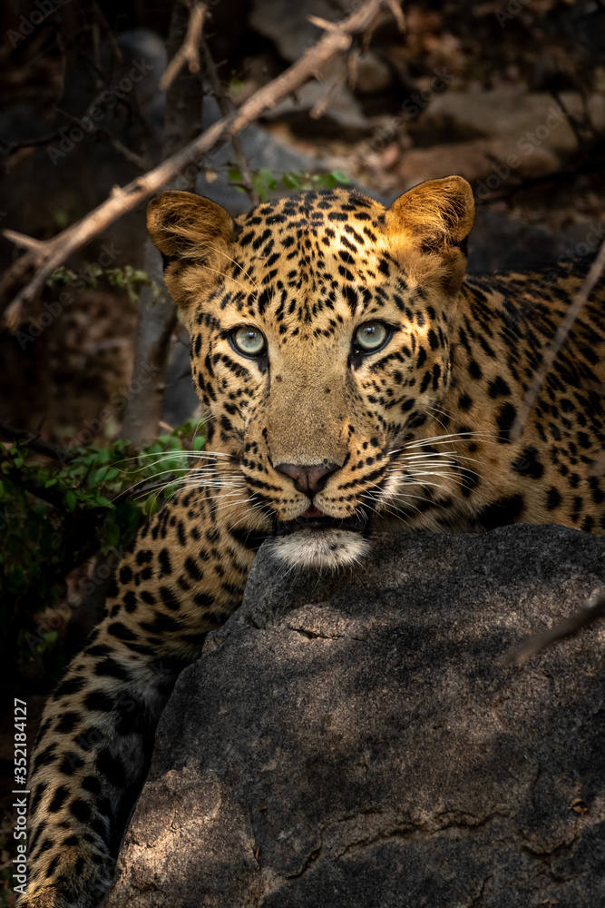 wild male leopard or panther close up resting on big rock at jhalana forest reserve jaipur - Panthera pardus wild male leopard or panther close up resting on big rock at jhalana forest reserve jaipur - Panthera pardus