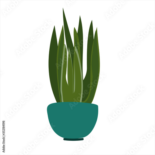 Sansevieria flowering plant. Tropical ornamental houseplant in a pot. Colorful vector illustration in flat style