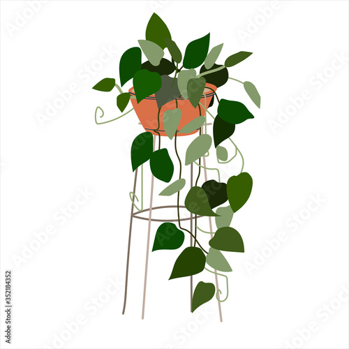 Scindapsus flowering plant. Tropical ornamental houseplant in a pot on wire base. Colorful vector illustration in flat style