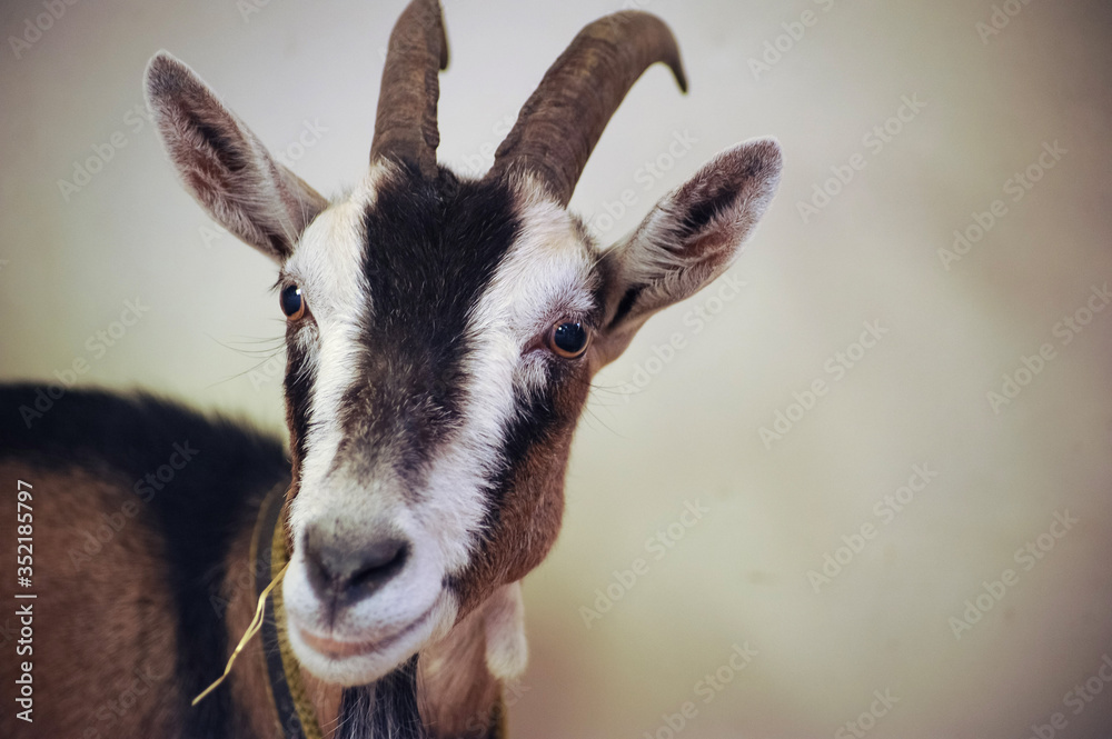 A brown goat on the farm in the village A brown goat on the farm in the village