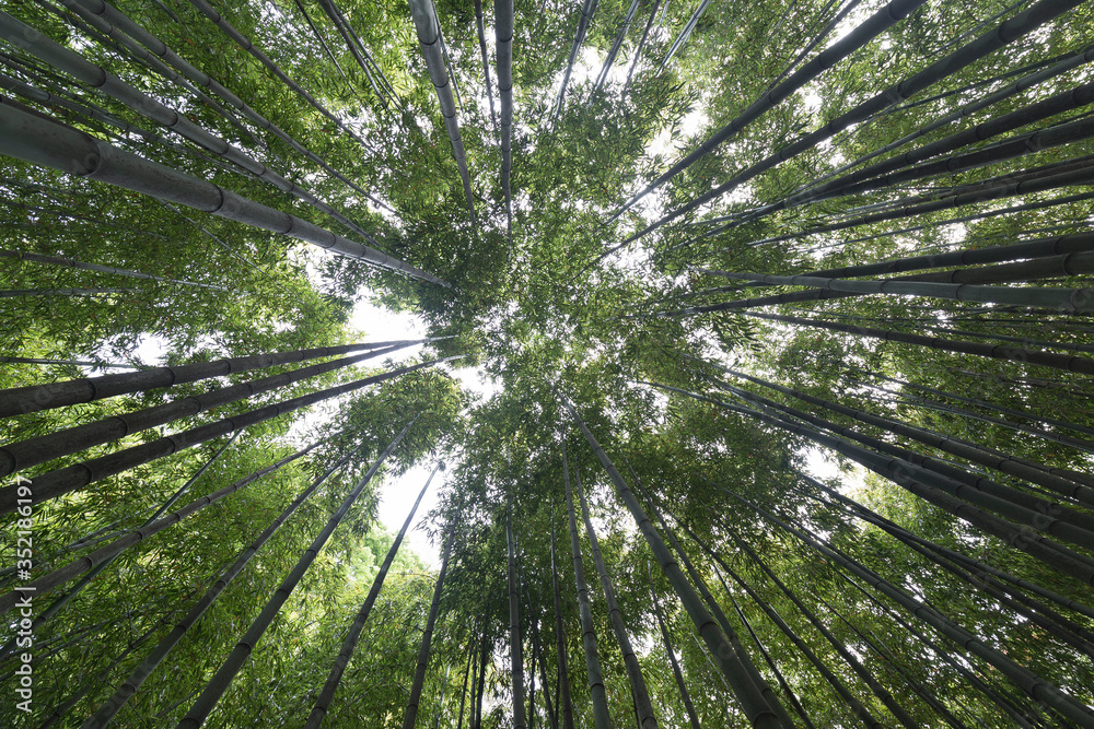 Wide angle view of a bamboo forest during daylight, no people are visible.
