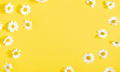 Beautiful flowers composition. Pattern of white daisy. Chamomile on yellow background. Summer flowers concept. Flat lay, top view, copy space