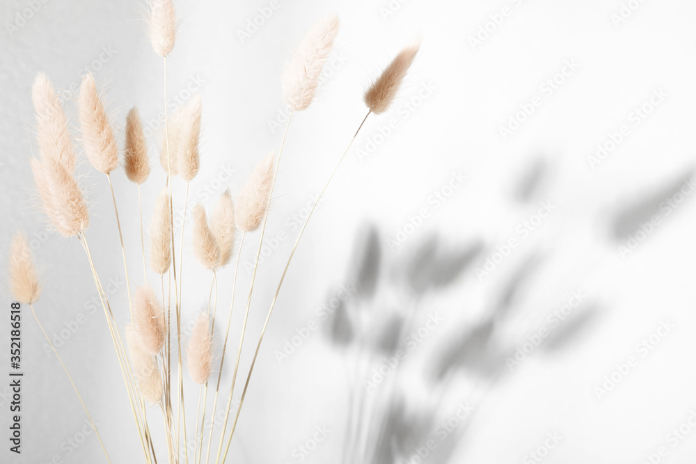 Beautiful flowers composition. Dry rabbit tail flower against white wall with hard shadows. Floral minimal home interior design concept. - obrazy, fototapety, plakaty 