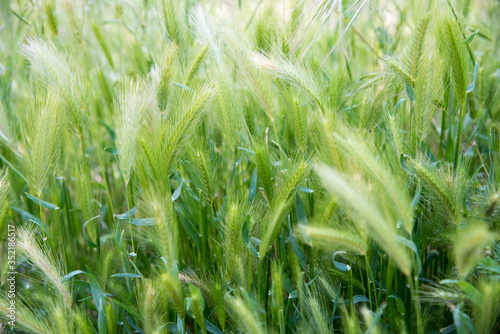 green spring grass