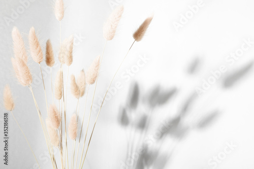 Beautiful flowers composition. Dry rabbit tail flower against white wall with hard shadows. Floral minimal home interior design concept. photo