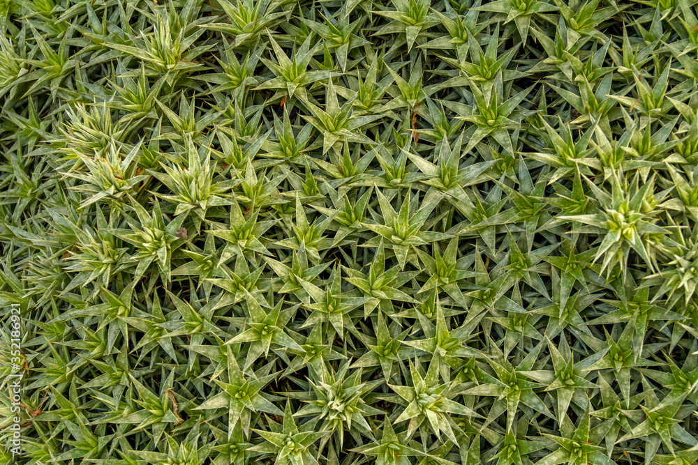 Obraz premium dense ground cover vegetation