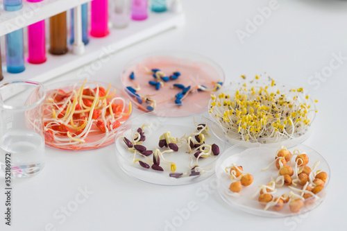 Herbicide-treated corn, suflowers, chick-pea seeds in a Petri dish and sprouted seeds on a table with test tubes photo