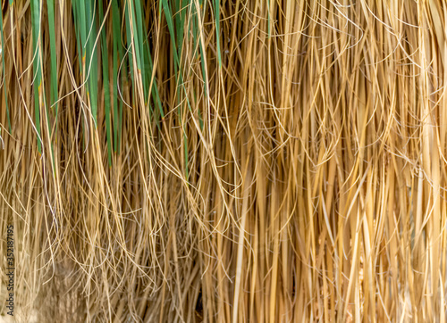 dry plant filaments photo