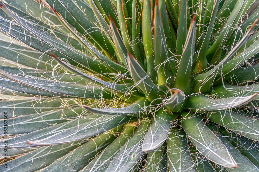 Obraz premium agave closeup