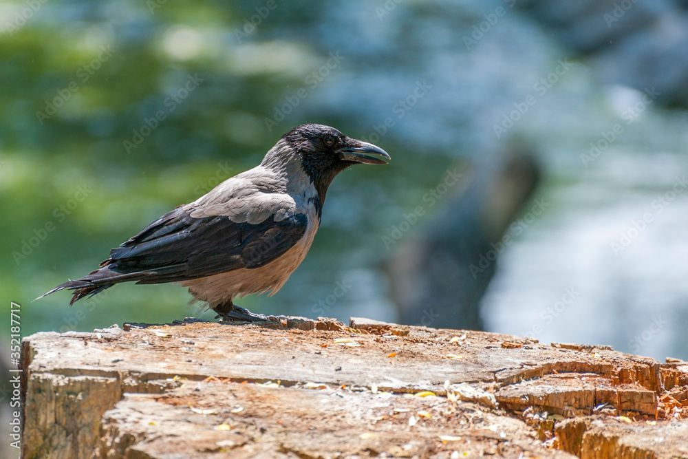 Naklejka premium The hooded crow (Corvus cornix) .
