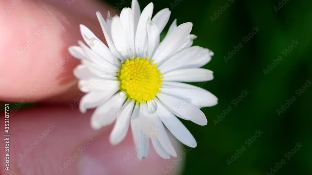 White chamomile flowers in human hand White chamomile flowers in human hand