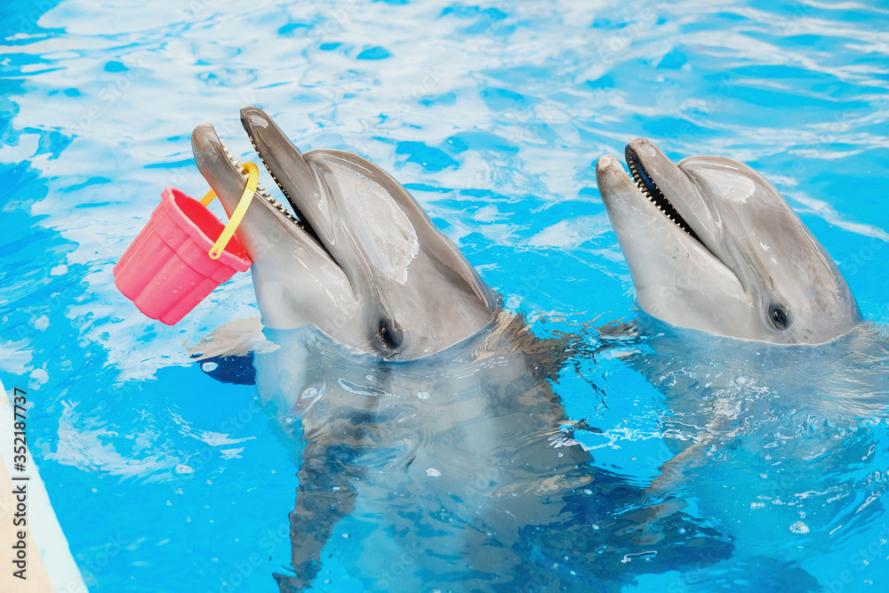 Obraz premium child and bottlenose dolphin are playing with a colorful bucket in blue water. Dolphin Assisted Therapy