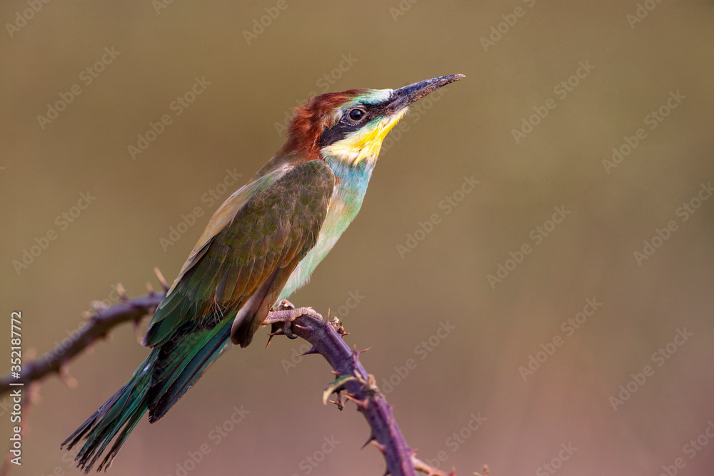 European Bee-eater, (Merops apiaster) bird in the natural habitat. European Bee-eater, (Merops apiaster) bird in the natural habitat.