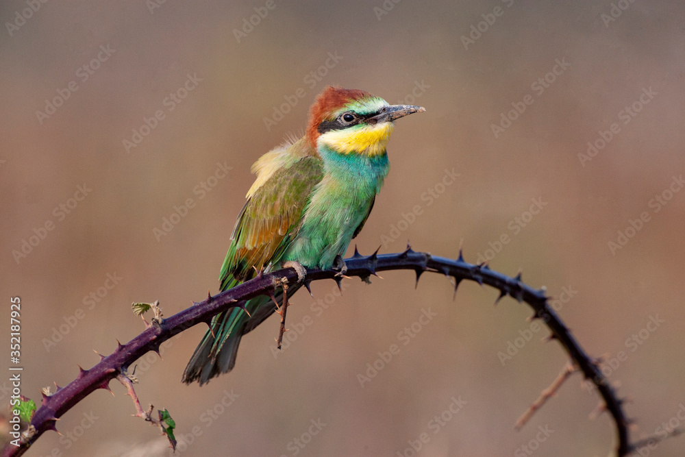 European Bee-eater, (Merops apiaster) bird in the natural habitat. European Bee-eater, (Merops apiaster) bird in the natural habitat.