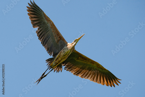 Eurasian Bittern, (Botaurus stellaris) bird in the natural habitat.
