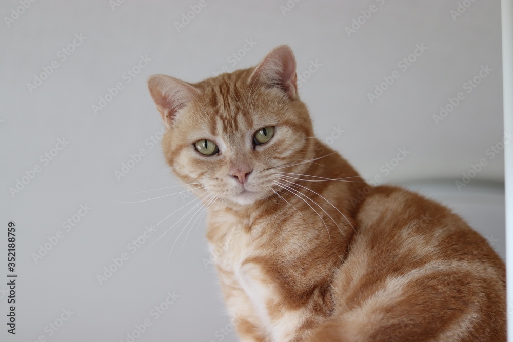 凛々しい表情の猫アメリカンショートヘア