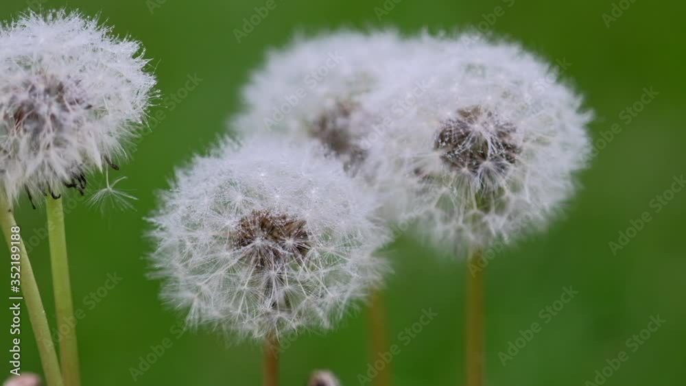 Beautiful white fluffy dandelions, dandelion seeds in sunlight. Blurred natural green nature spring background. Bloomed dandelion flower grows from grass. Macro, selective focus, close up, slow motion Beautiful white fluffy dandelions, dandelion seeds in sunlight. Blurred natural green nature spring background. Bloomed dandelion flower grows from grass. Macro, selective focus, close up, slow motion