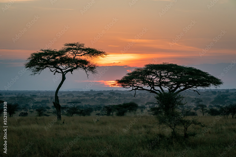 Fototapeta premium タンザニア・セレンゲティ国立公園の、朝焼けと広大な空
