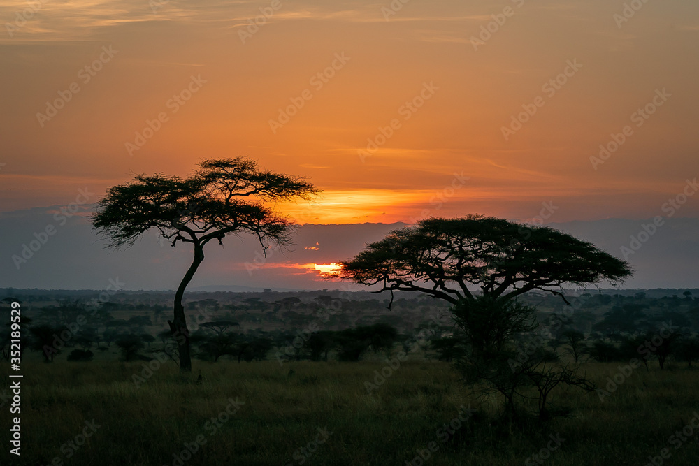 タンザニア・セレンゲティ国立公園の、色鮮やかな朝焼けとアカシアの木を遠くから望む