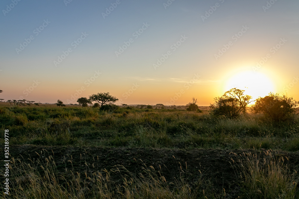 タンザニア・セレンゲティ国立公園のモーニングサファリで見た、眩しい朝日と草原