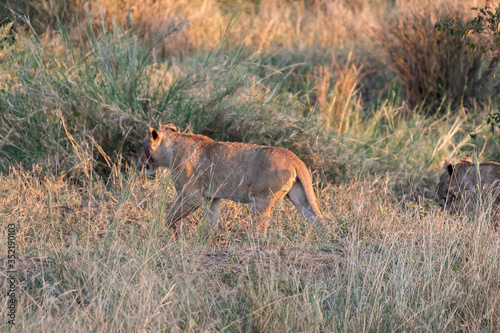 タンザニア・セレンゲティ国立公園のモーニングサファリで出会ったライオンの群れ
