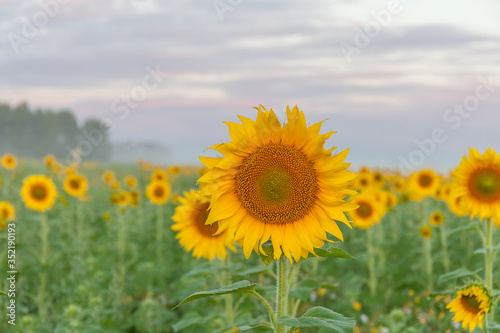 Sunflower field and cloudy blue sky. Sunrise over the field of sunflowers  selective focus
