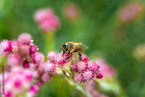 Small hard working bee gathering pink flower pollen during sunny spring or summer day at the garden.  © creativeneko