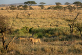 タンザニア・セレンゲティ国立公園のモーニングサファリで出会ったライオンの群れ