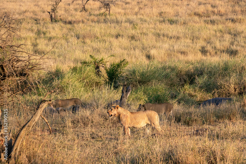 Fototapeta Naklejka Na Ścianę i Meble -  タンザニア・セレンゲティ国立公園のモーニングサファリで出会ったライオンの群れ