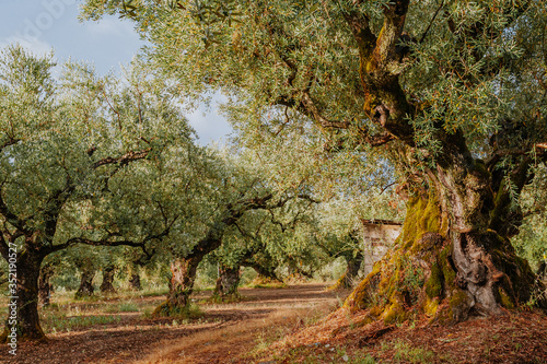 Olive Grove on the island of Greece. plantation of olive trees.