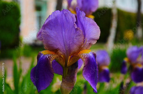 Violet iris flowers Closeup on blurredgreen garden blackground. Beautiful nature background. photo