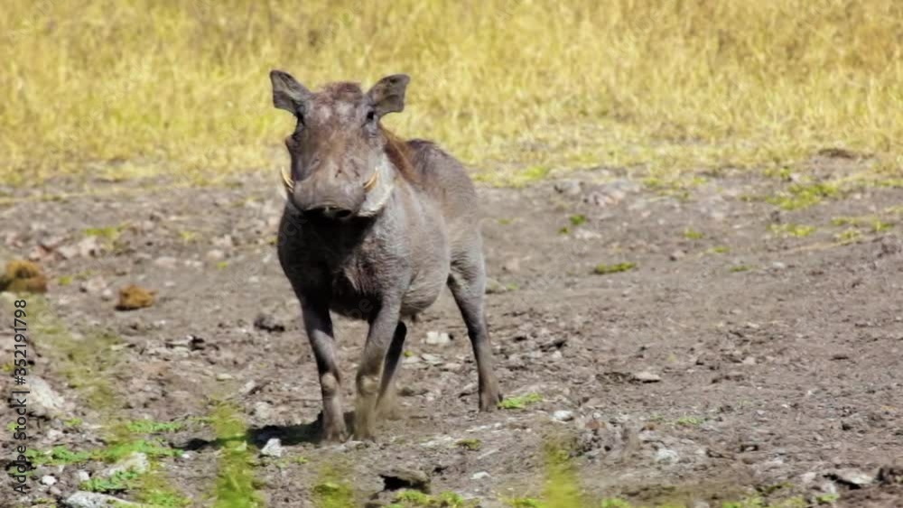 Front facing shot. Warthog looking at the camera. Front facing shot. Warthog looking at the camera.