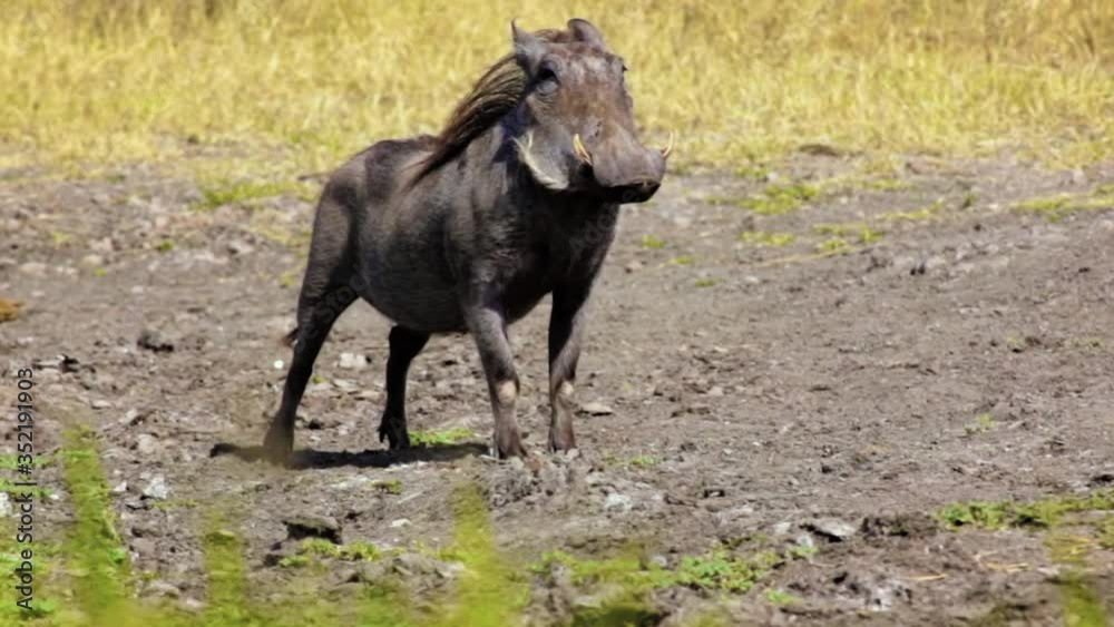 Side facing shot. Warthog looking at the camera. Side facing shot. Warthog looking at the camera.