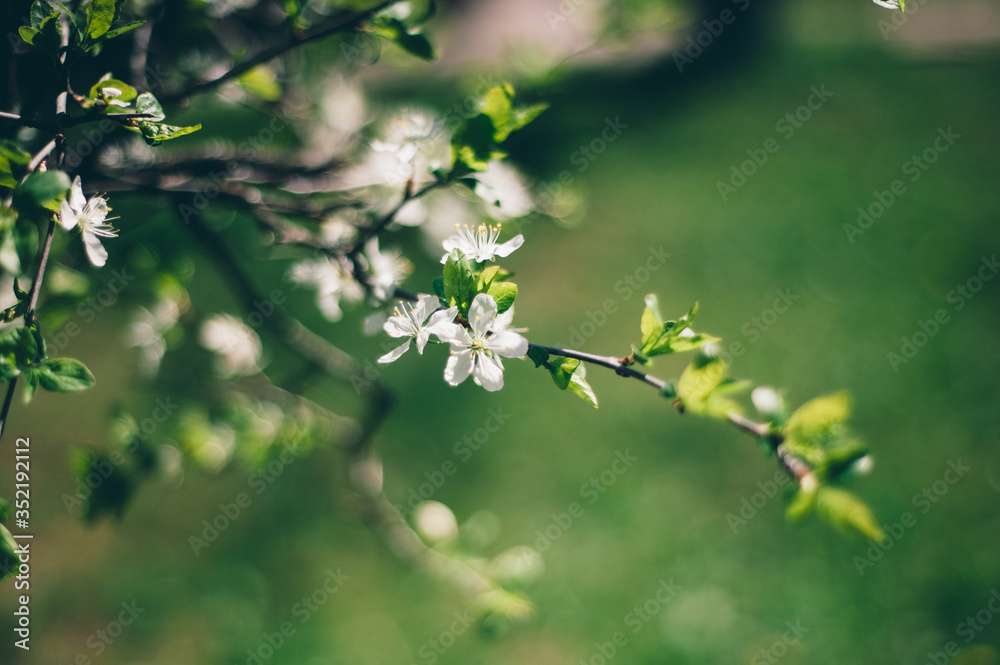 Branches of the cherry blossoms in the garden Branches of the cherry blossoms in the garden