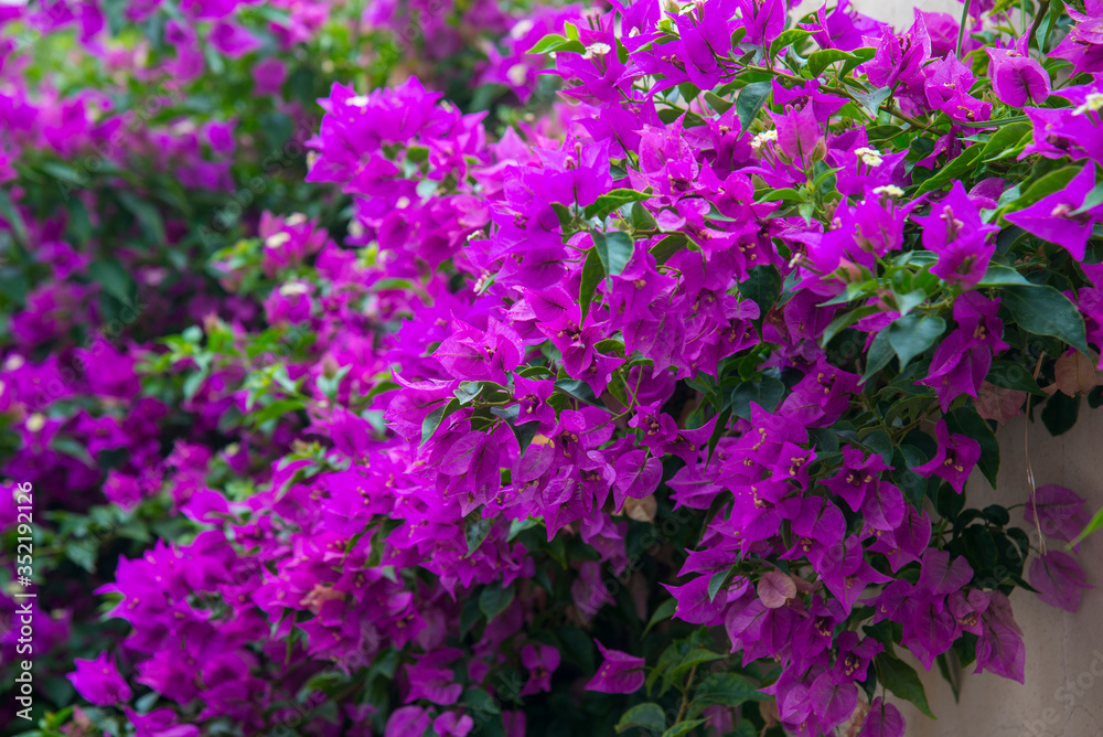 Fototapeta premium Colorful bougainvillea flowers