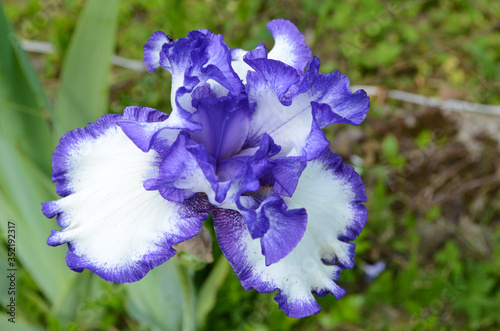 Violet iris flowers Closeup on blurredgreen garden blackground. Beautiful nature background. Blue and white iris flowersare photo