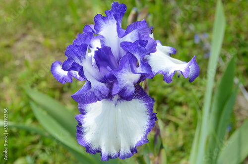 Violet iris flowers Closeup on blurredgreen garden blackground. Beautiful nature background. Blue and white iris flowersare photo