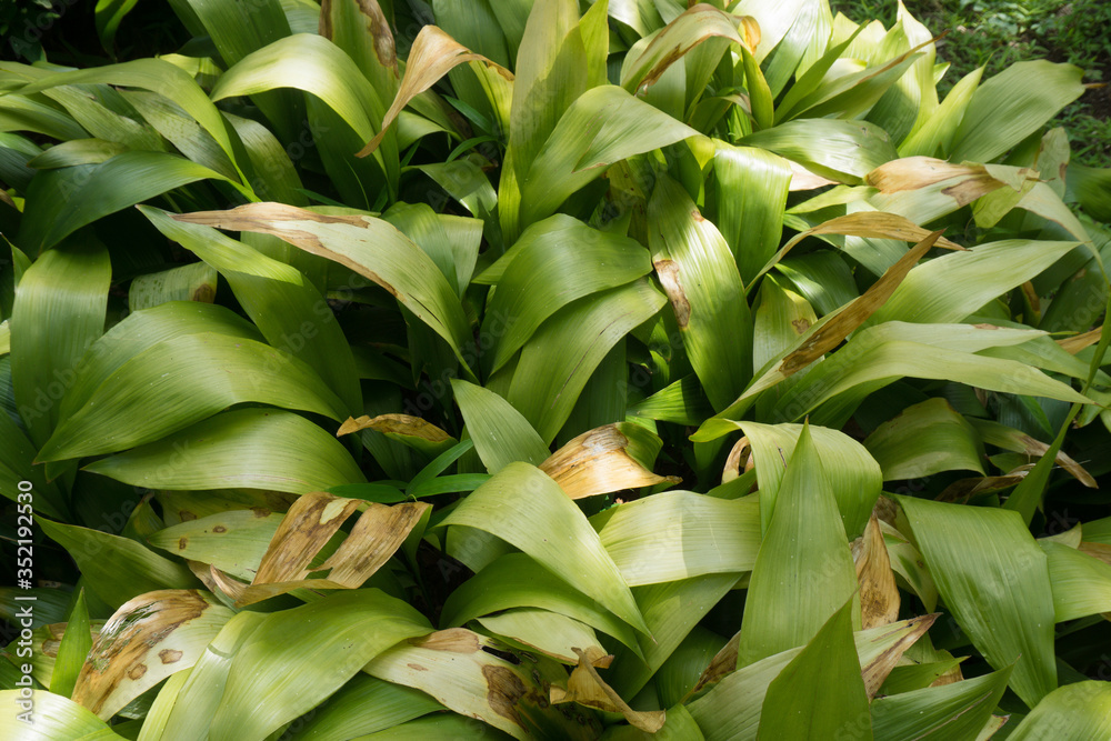 Obraz premium ハランの葉