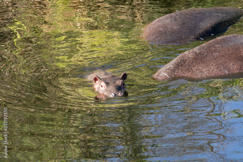 タンザニア・セレンゲティ国立公園で出会った、川の中で休むカバの群れ