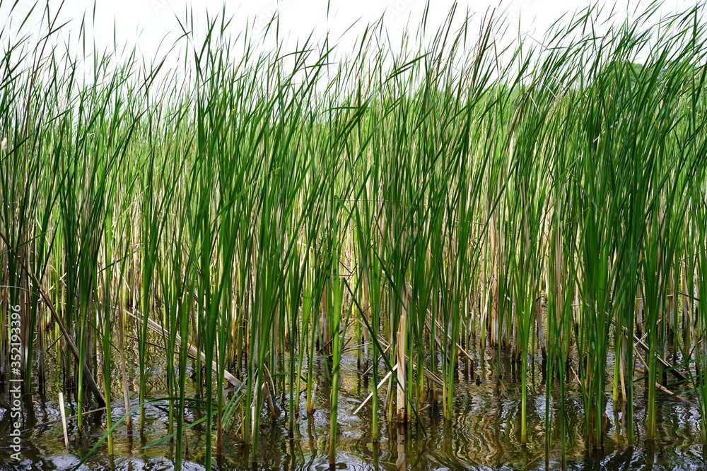 Schilflandschaft an der Havel